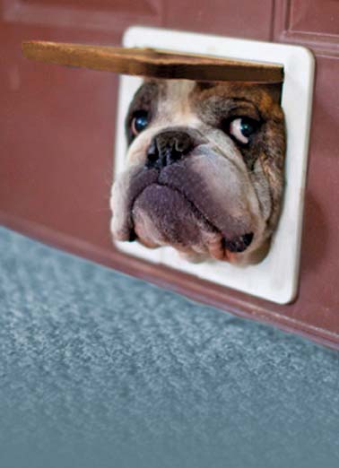 Dog Popping In  Funny Animals Card    Just Popping In to with you a Happy Birthday!